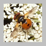 Gymnosoma sp - Raupenfliege 07.jpg